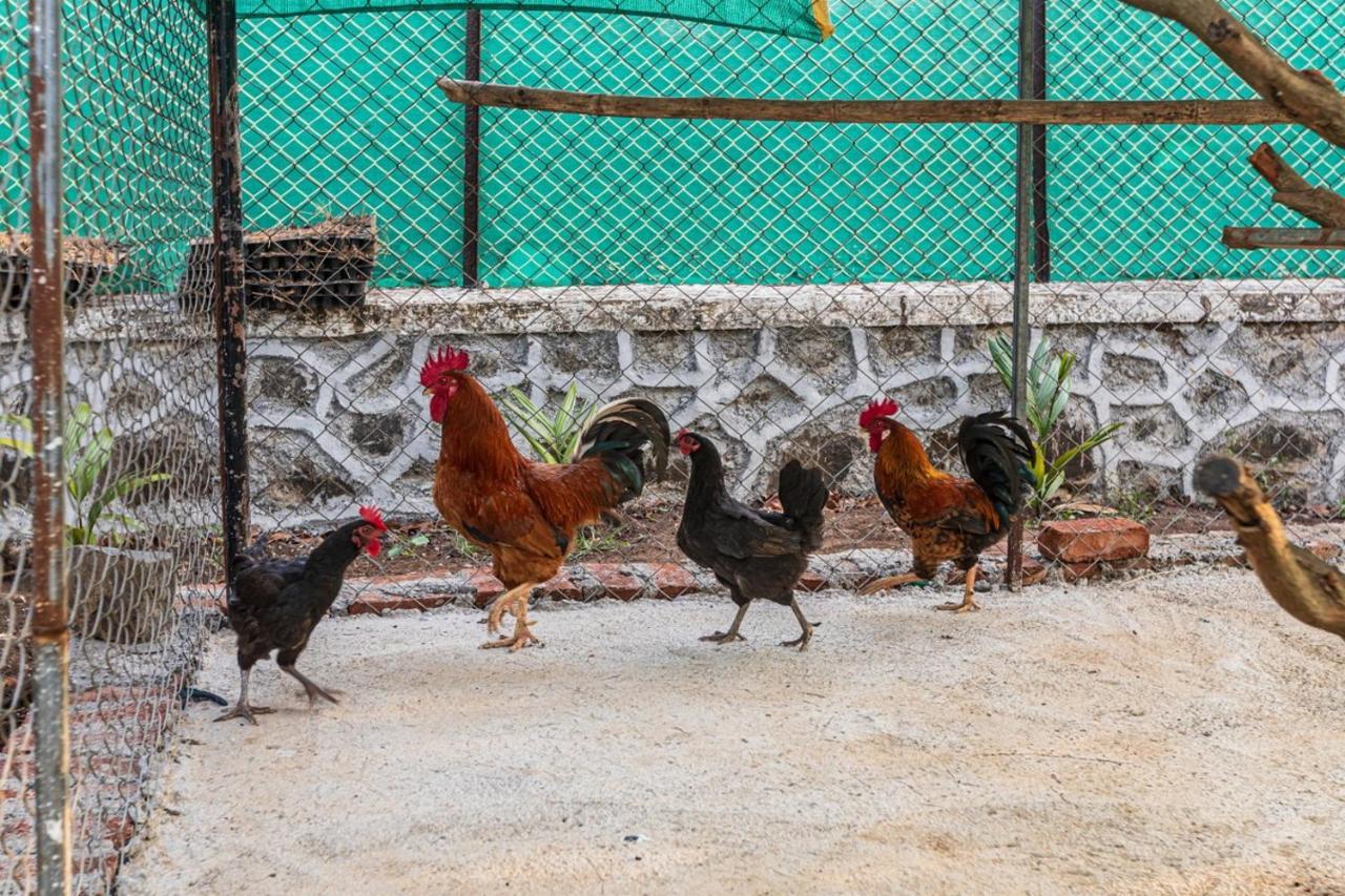 Saffronstays Serene Retreat, Alibaug آليباغ المظهر الخارجي الصورة